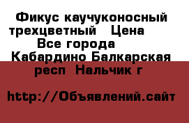 Фикус каучуконосный трехцветный › Цена ­ 500 - Все города  »    . Кабардино-Балкарская респ.,Нальчик г.